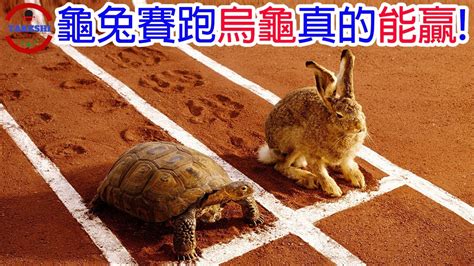 兔 運勢 烏龜不能養兩隻